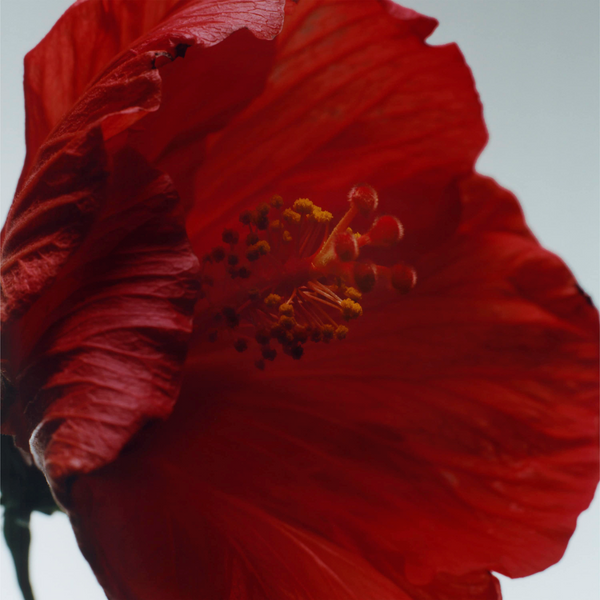 Jo Malone London | Colonia Intensa Red Hibiscus Unisex - Felix Online