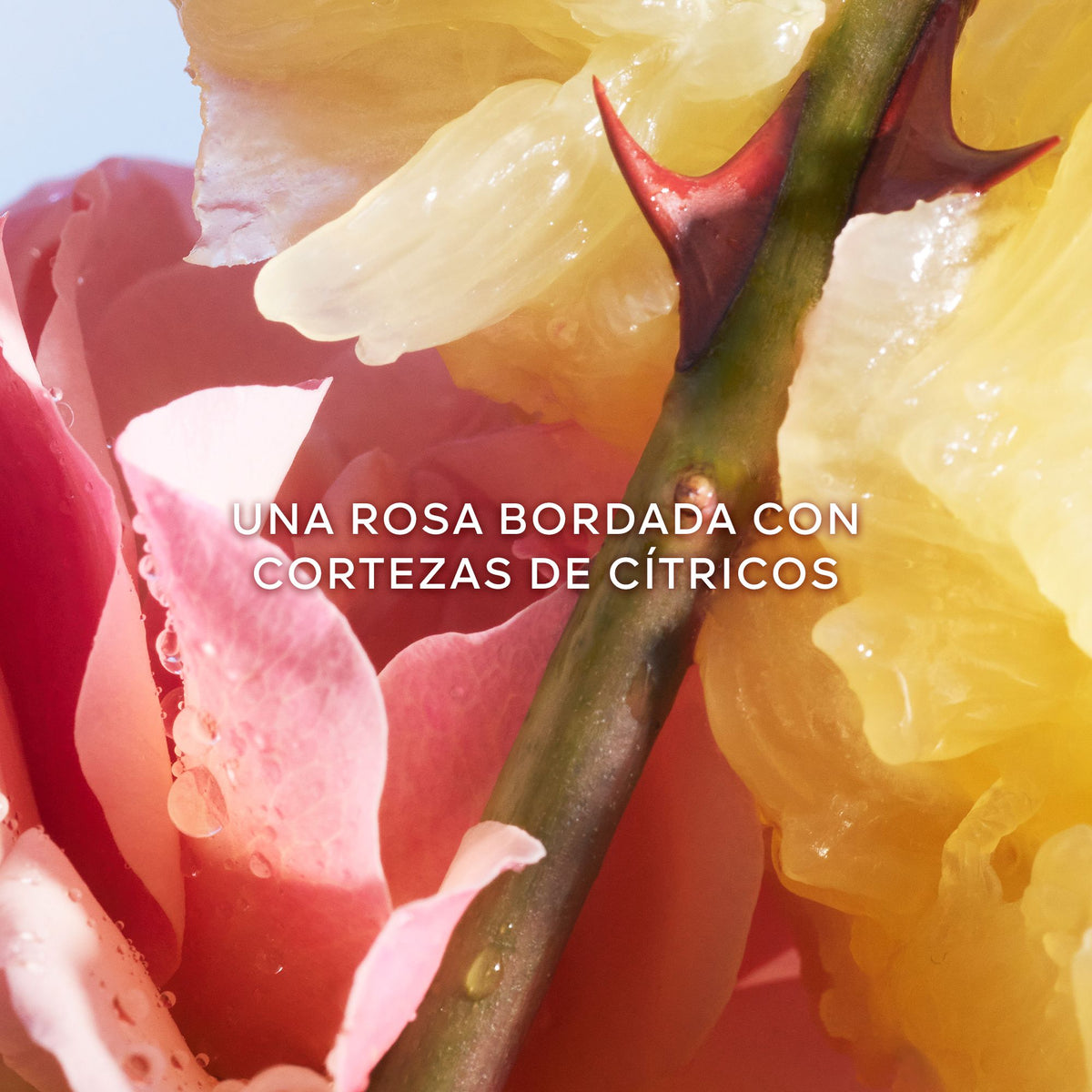 Guerlain | La Petite Robe Noire Eau De Toilette