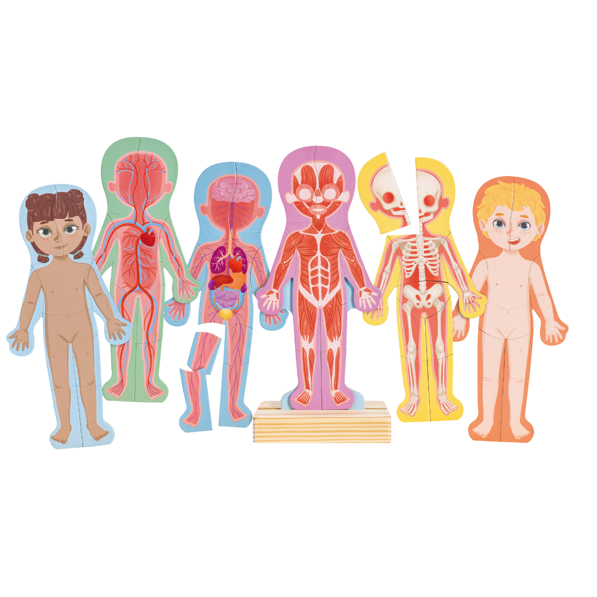 Rompecabezas Magnético del Cuerpo Humano