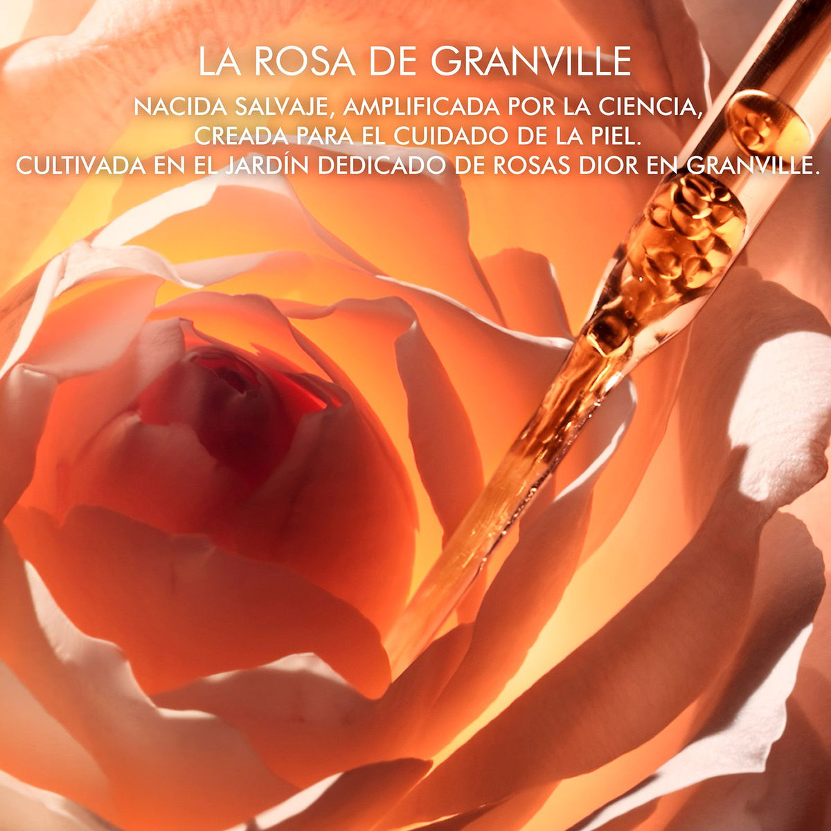 Dior | Prestige La Micro-Huile de Rose Activated Serum