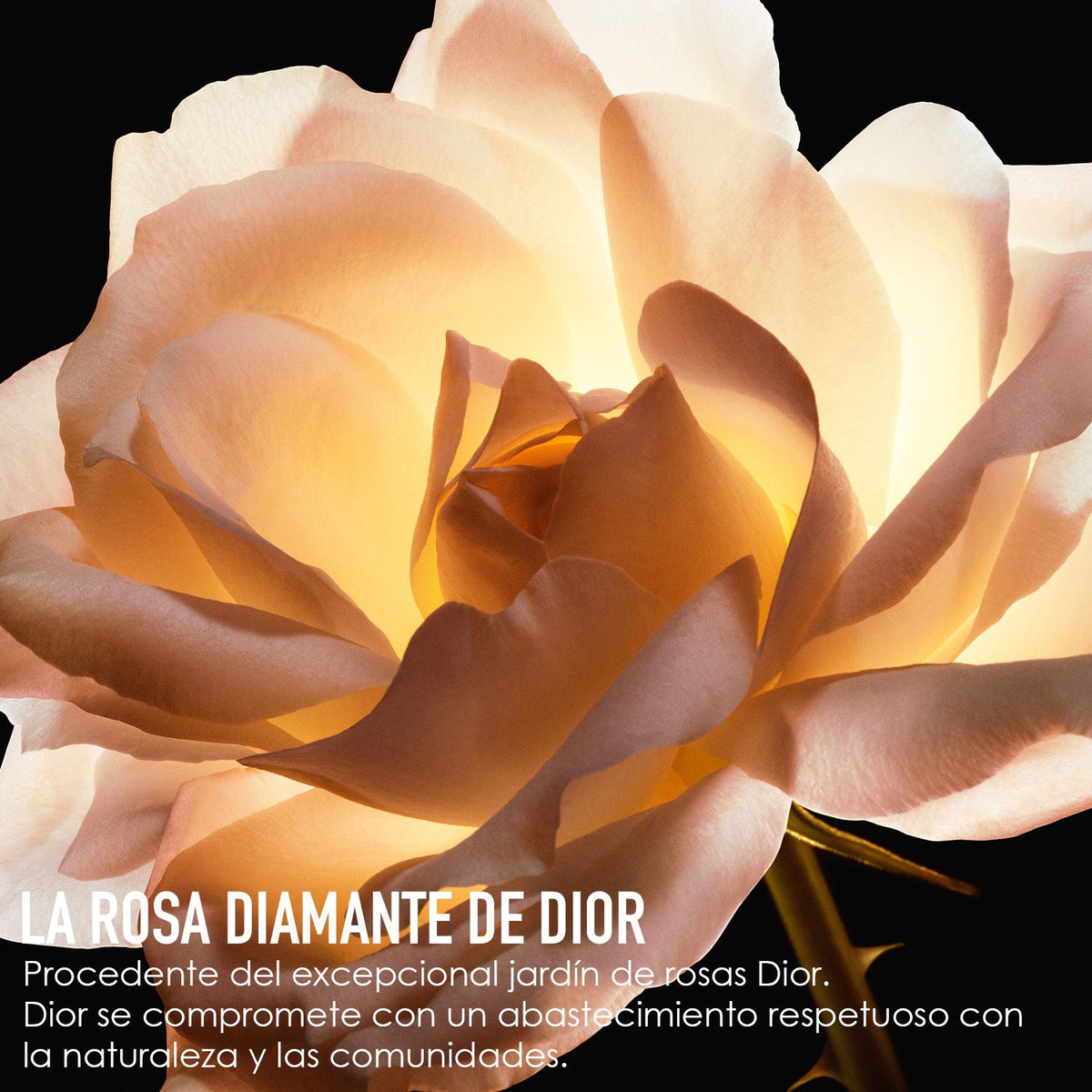 DIOR | Prestige Micro Lotion Rose Advance Formula