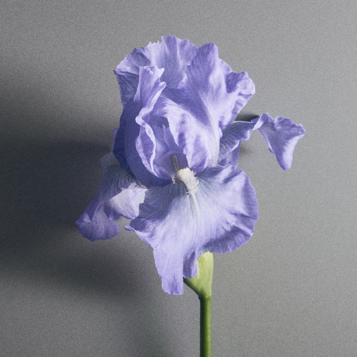 Creed | Iris Debonair Eau de Parfum