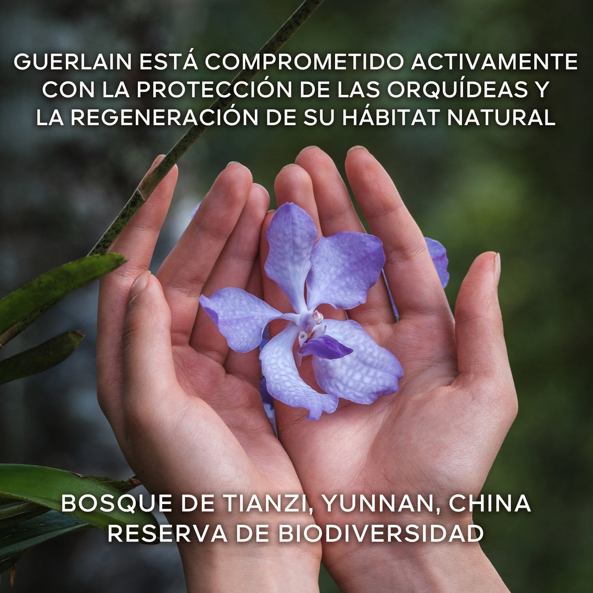 Guerlain | Orchidée Impériale La Crema De Longevidad