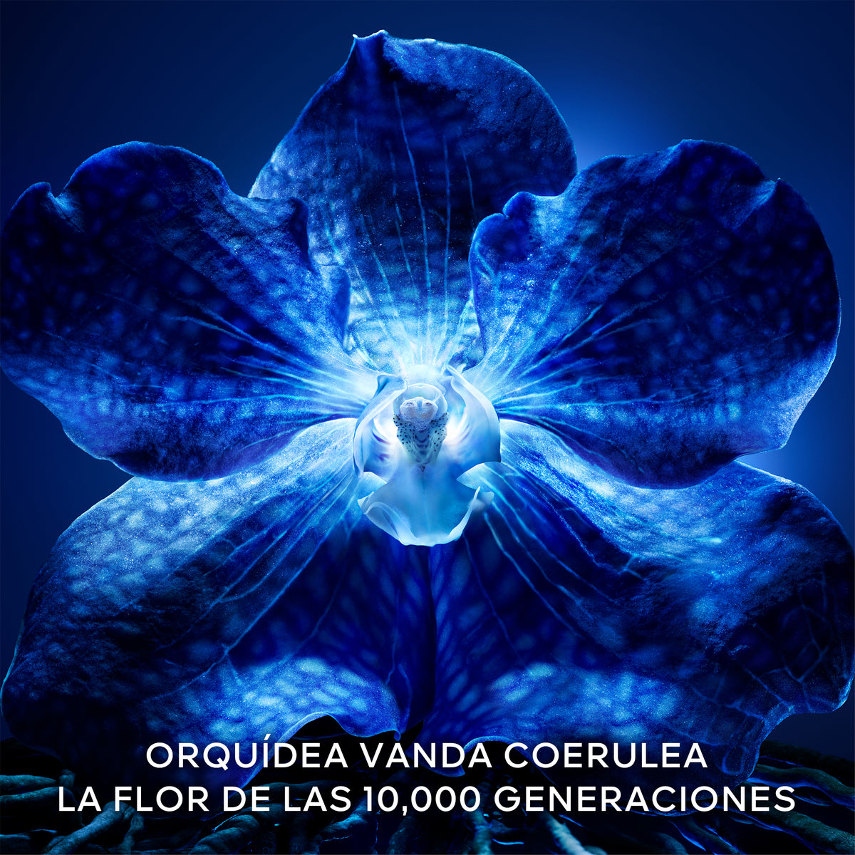 Guerlain | Orchidée Impériale La Crema De Longevidad
