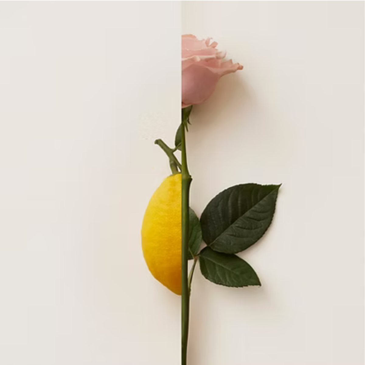 New Notes | Rosa Limone Extrait De Parfum
